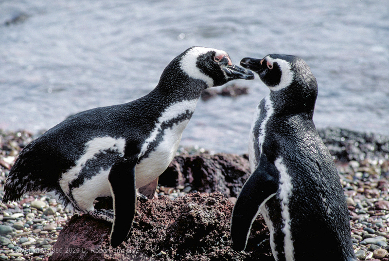 Magellanic penguin pair greeting each other