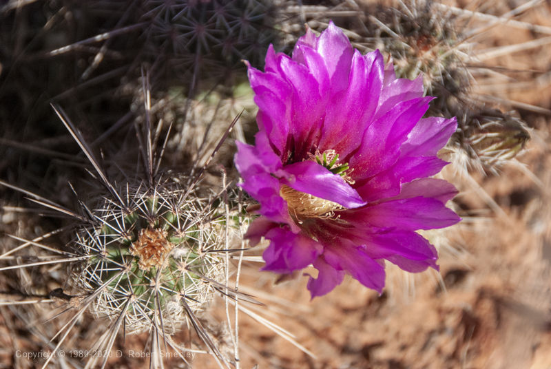 Cactus flower