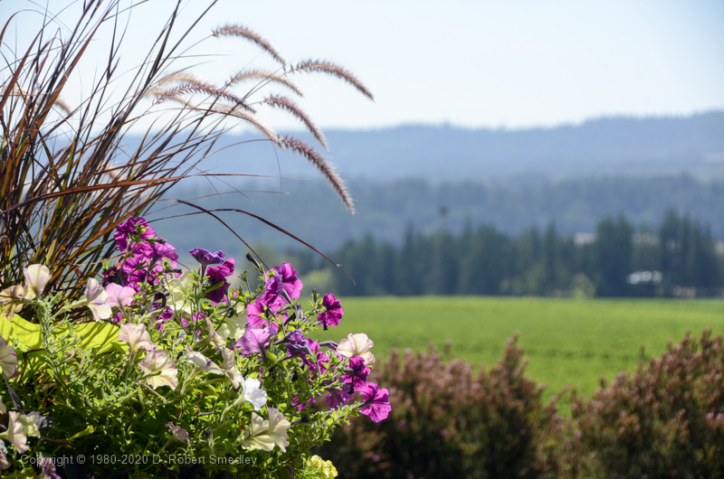 The Willamette Valley wine region outside of Salem, Oregon.